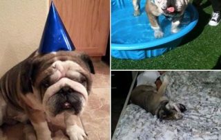 Gus Rover.com Rover Review Pet Care Dog Sitter 2